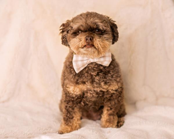 /Images/uploads/Warrick Parks Foundation/pippero-pup-park/entries/26583thumb.jpg